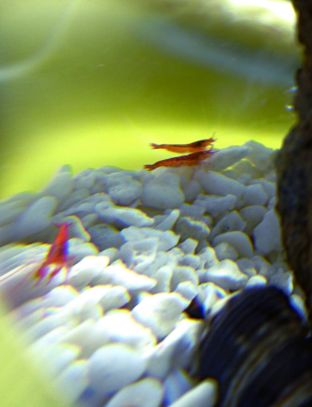 Ecosfera Ovalada Extragrande