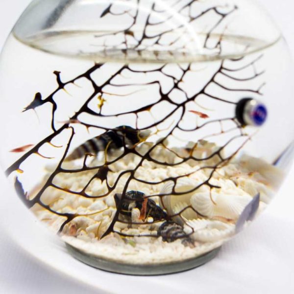 Medium Round Ecosphere