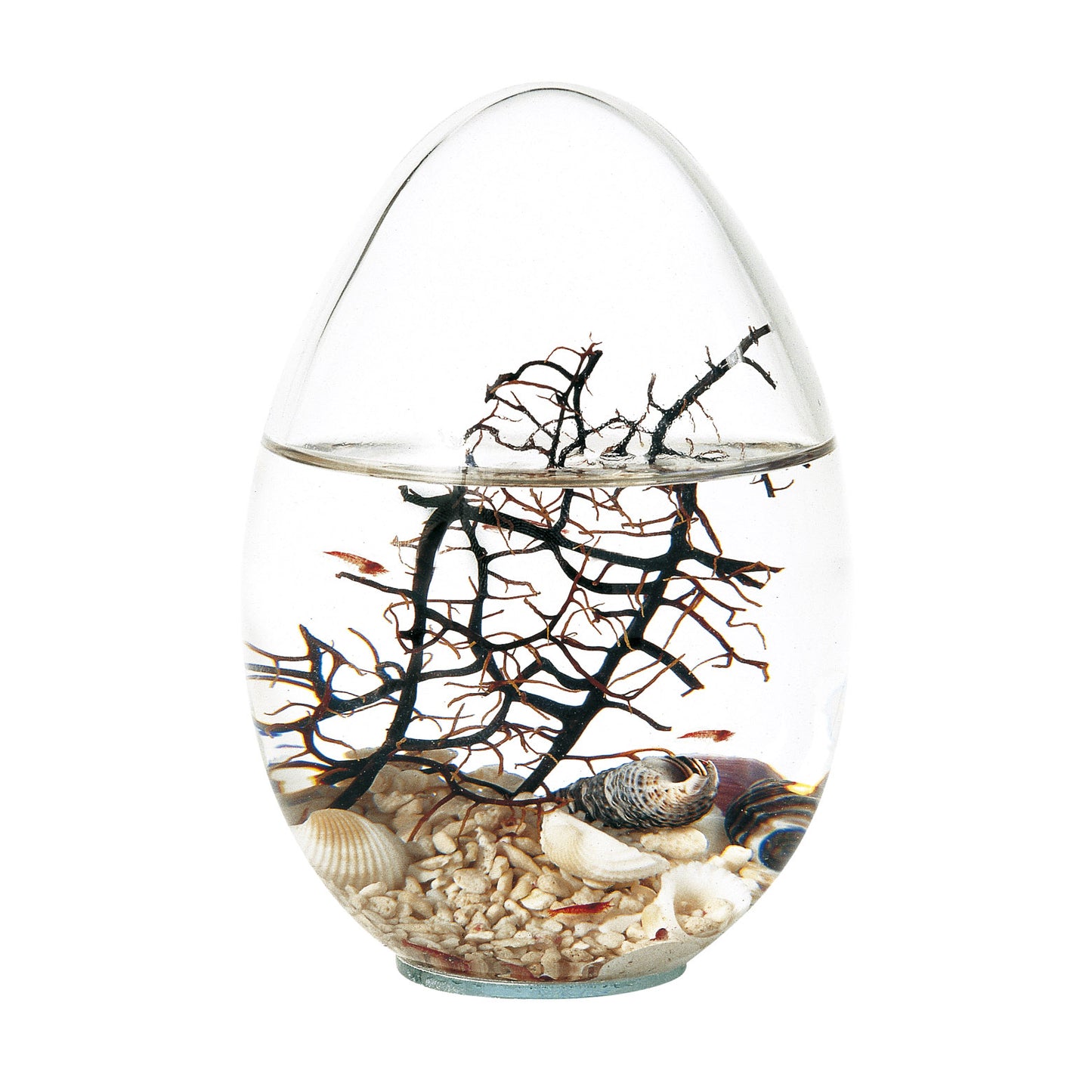 Large Oval Ecosphere ILP