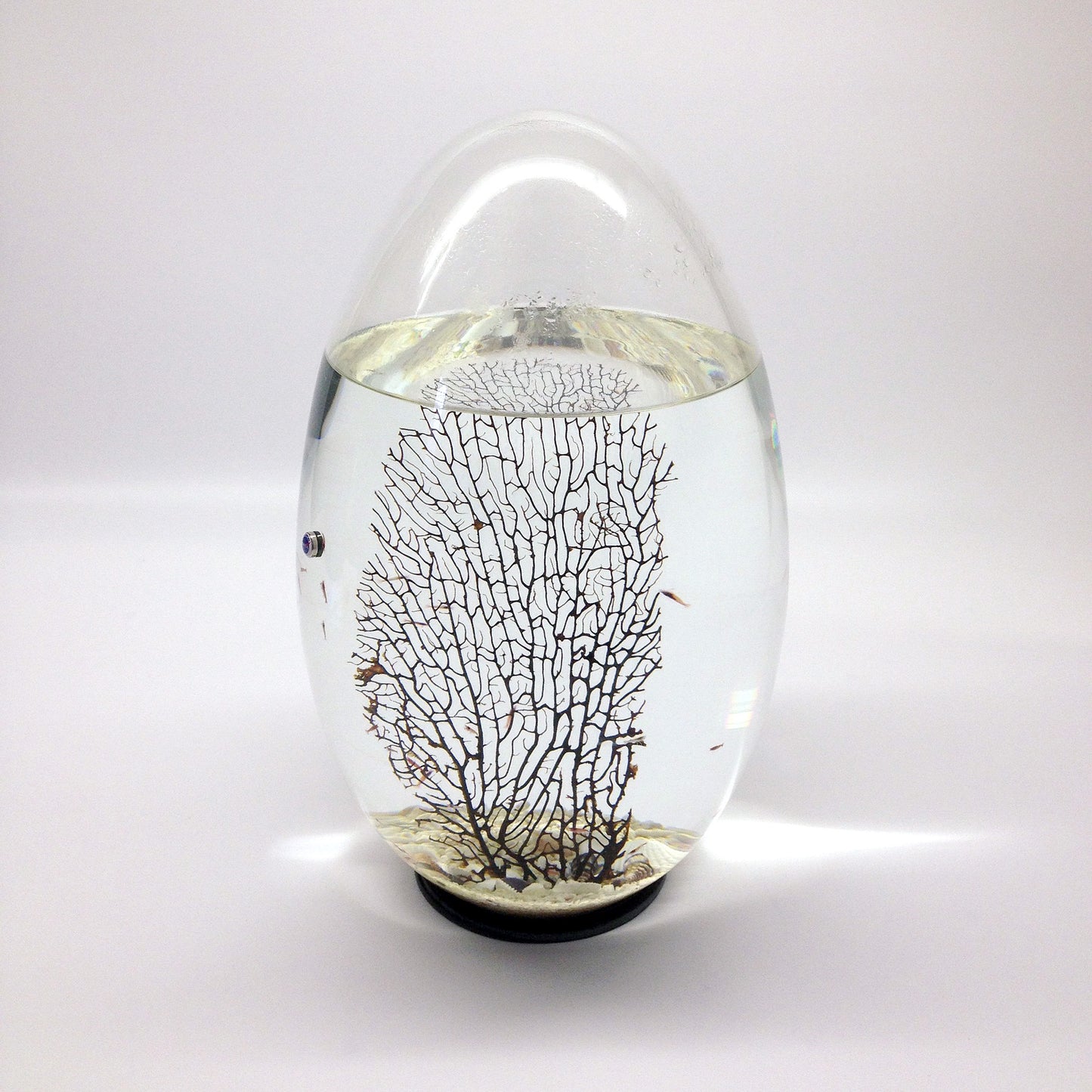 Extra Large Oval Ecosphere