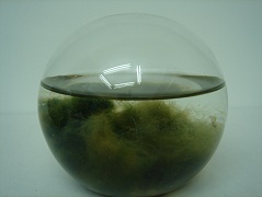 Ornarium Mediano redondo MS