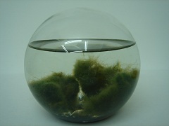 Ornarium pequeno redondo ISS