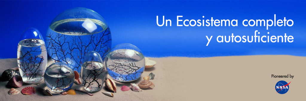 Ecosfera de cristal en ambiente interior con buena luz indirecta