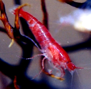 Ecosfera de cristal con ecosistema acuático en miniatura