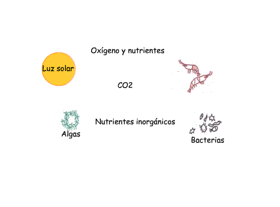 Esquema simplificado de fotosíntesis y ciclo del nutriente en la ecosfera